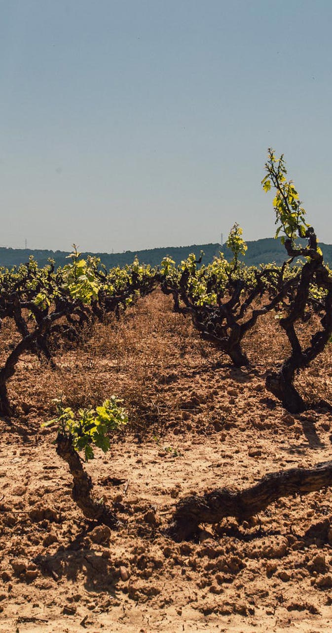 WEINWISSEN - Böden für den Wein