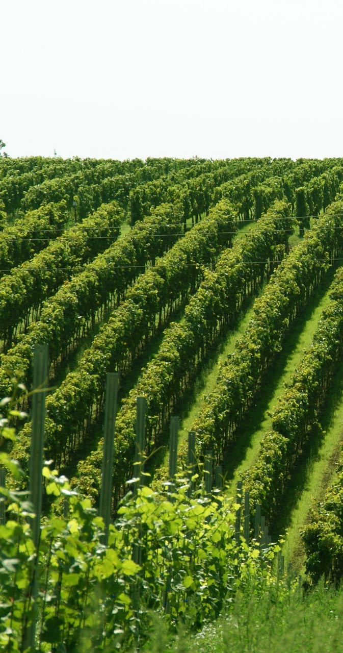 WEINWISSEN - Über Weinlagen